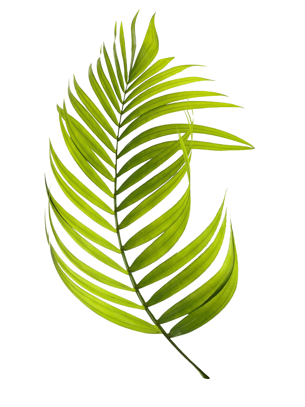 green palm leaf with long narrow leaflets on black background