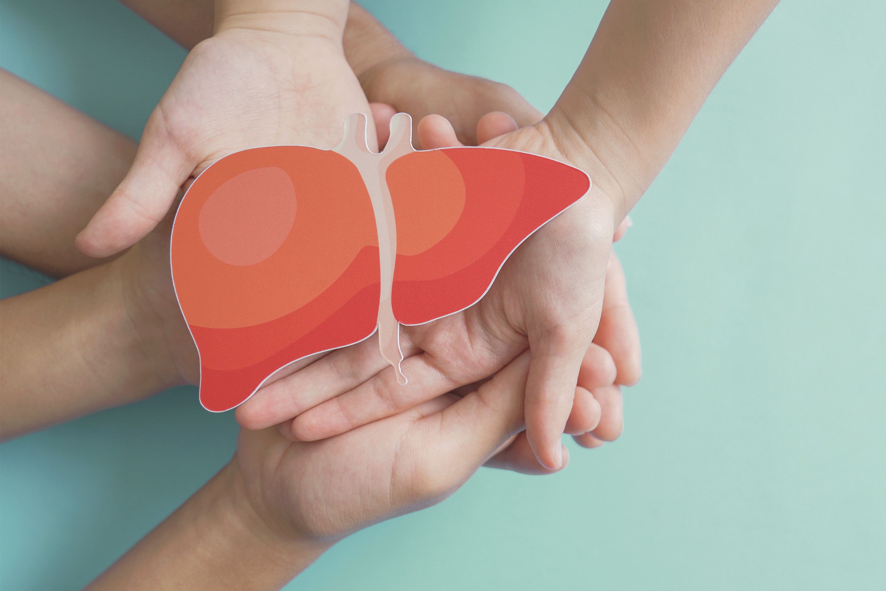 Hands holding a paper cutout of a human liver on a blue background