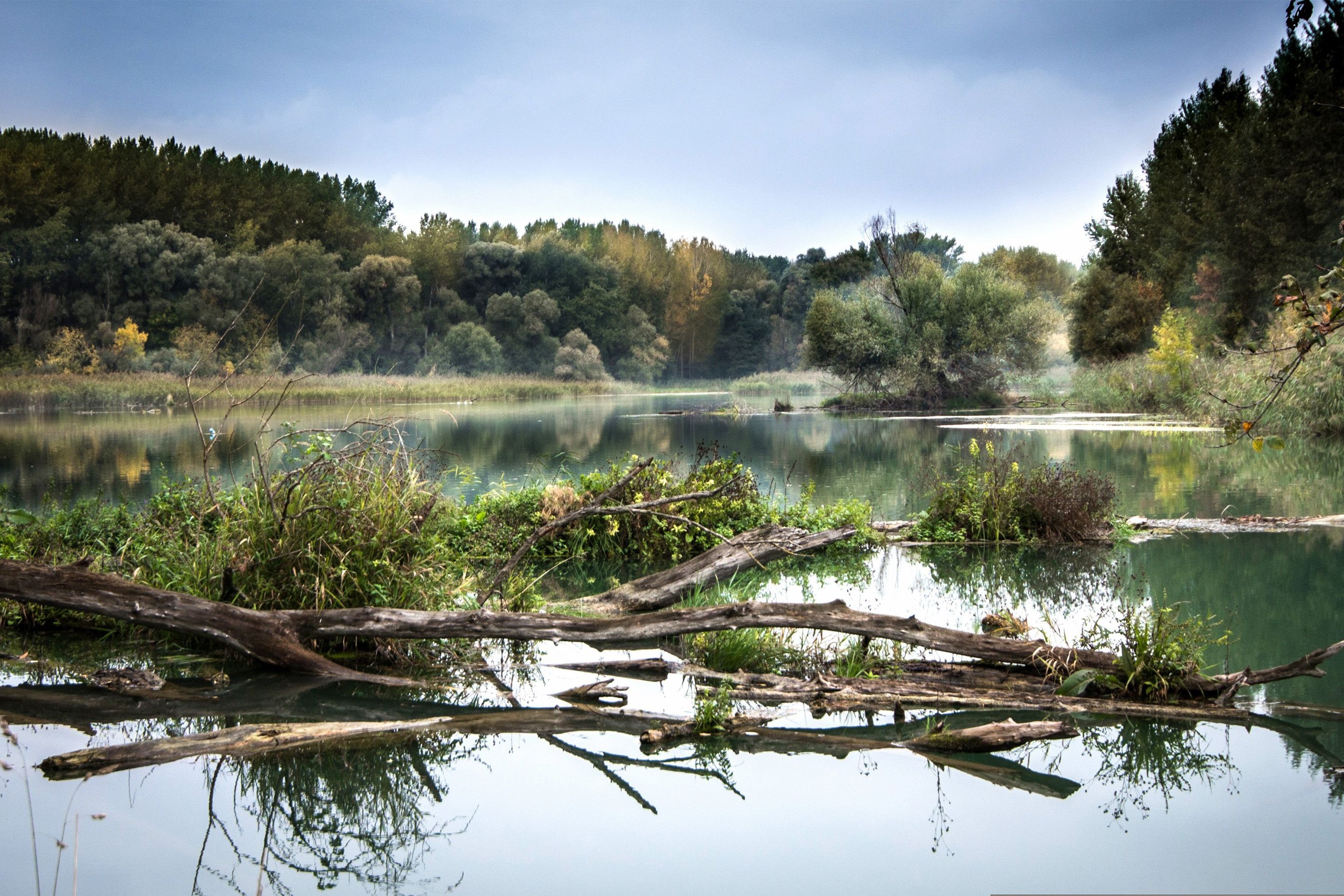 Fluss mit treibenden Baumstämmen und dichter Ufervegetation unter bewölktem Himmel