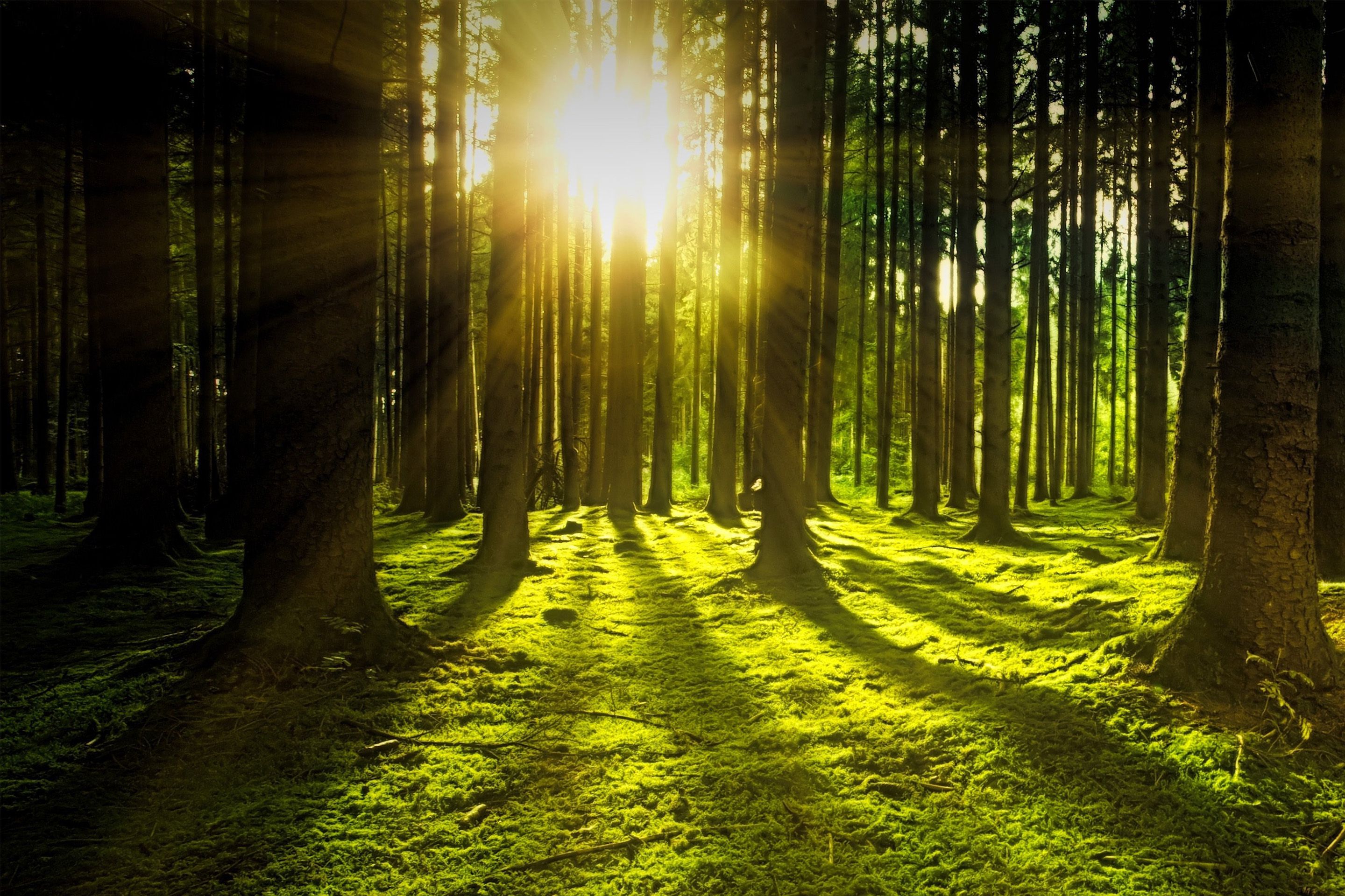 Sonnenstrahlen fallen durch hohe Bäume auf moosbedeckten Waldboden.