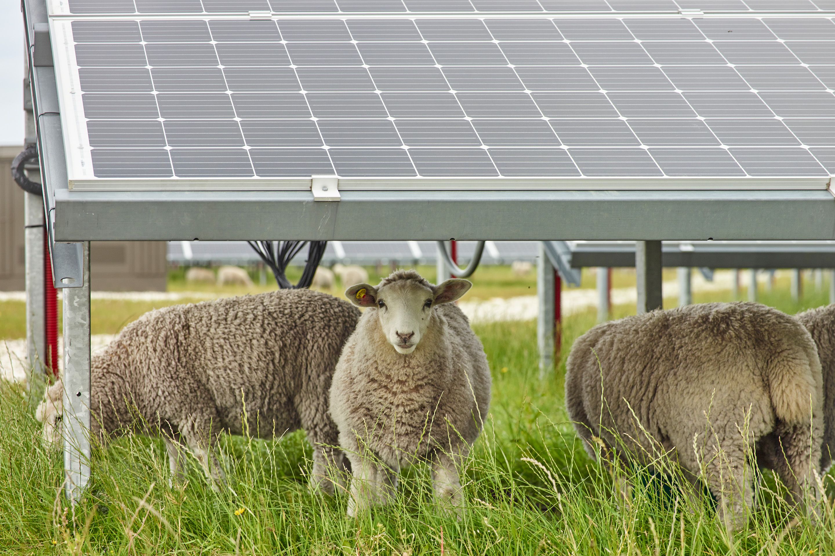 Schafe grasen unter Solarpaneelen auf einer Wiese mit hohem Gras.