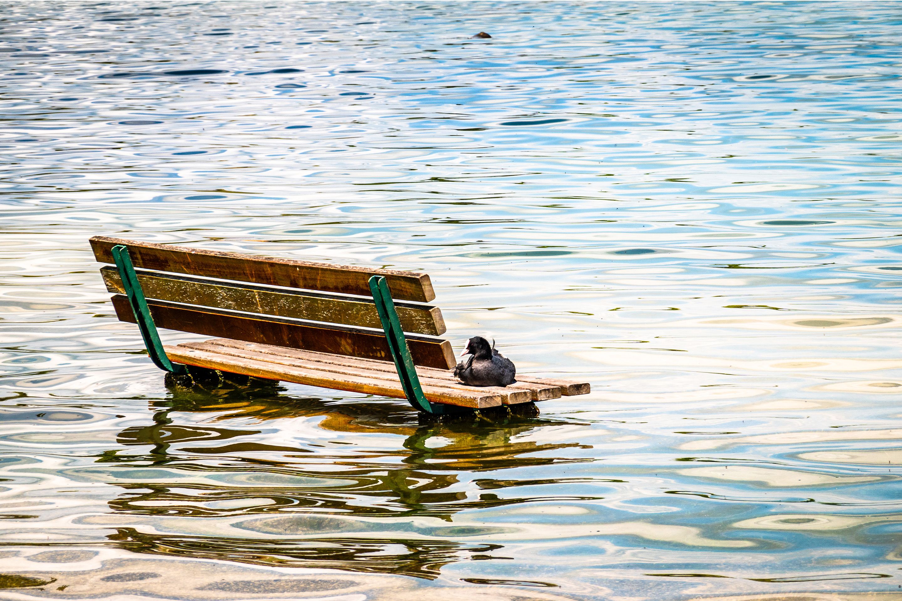 Bank steht im Wasser, darauf sitzt eine Blässhuhn-Ente
